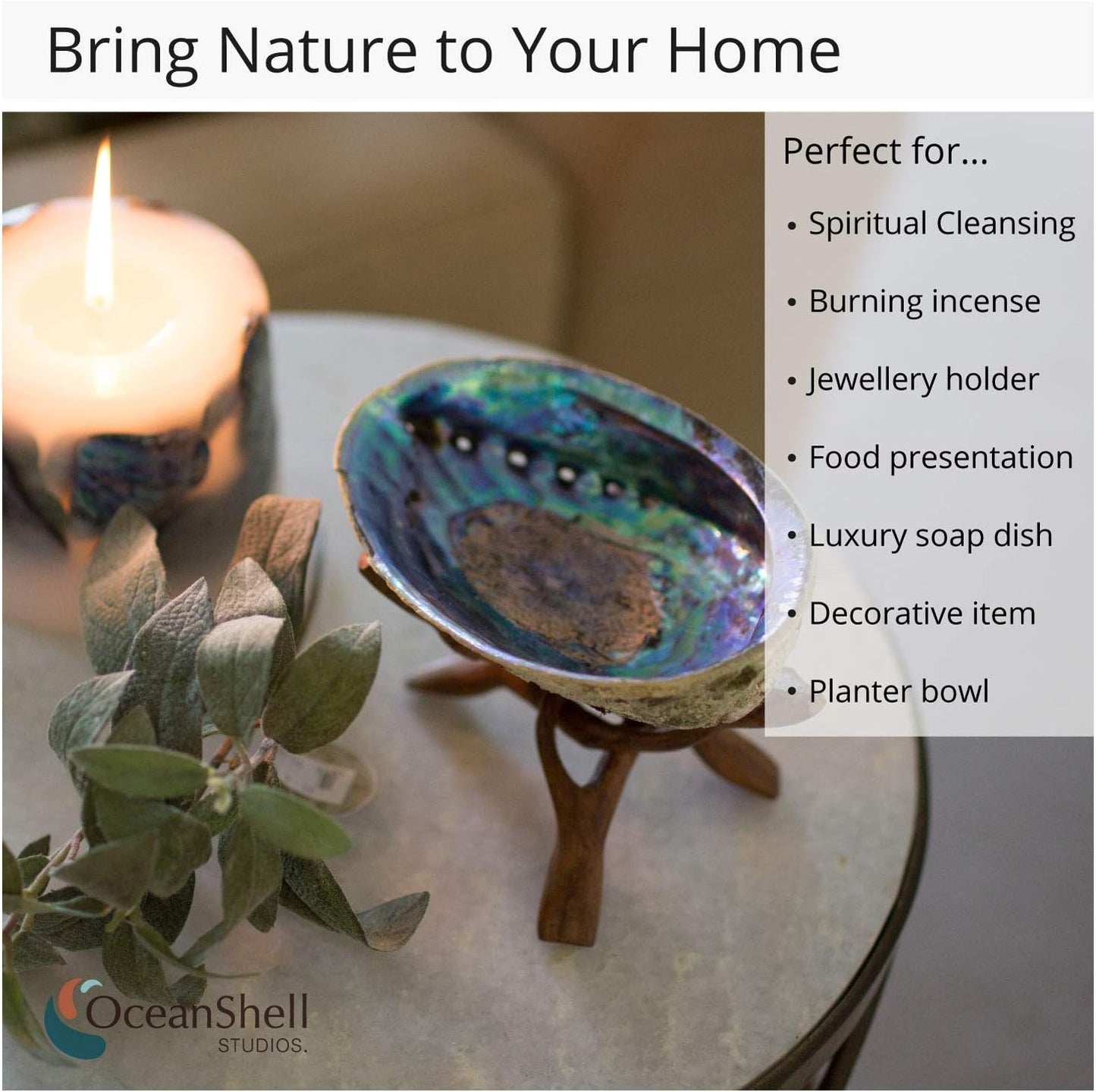 Ocean Shell Studios 5- 6 Inches Premium Natural Abalone (Pāua) Shell for Smudging, Cleansing Home, Meditation, Shell Crafts,Incense Holder, Home Décor, 100% Natural, Sustainable.