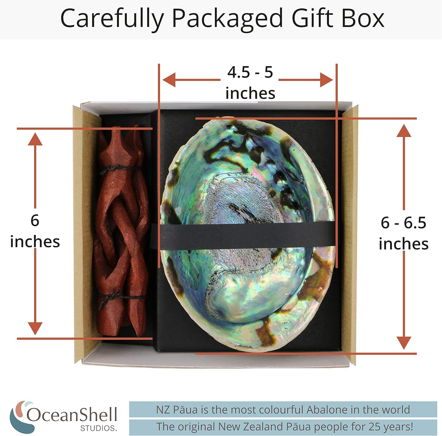 Ocean Shell Studios 5- 6 Inches Premium Natural Abalone (Pāua) Shell for Smudging, Cleansing Home, Meditation, Shell Crafts,Incense Holder, Home Décor, 100% Natural, Sustainable.