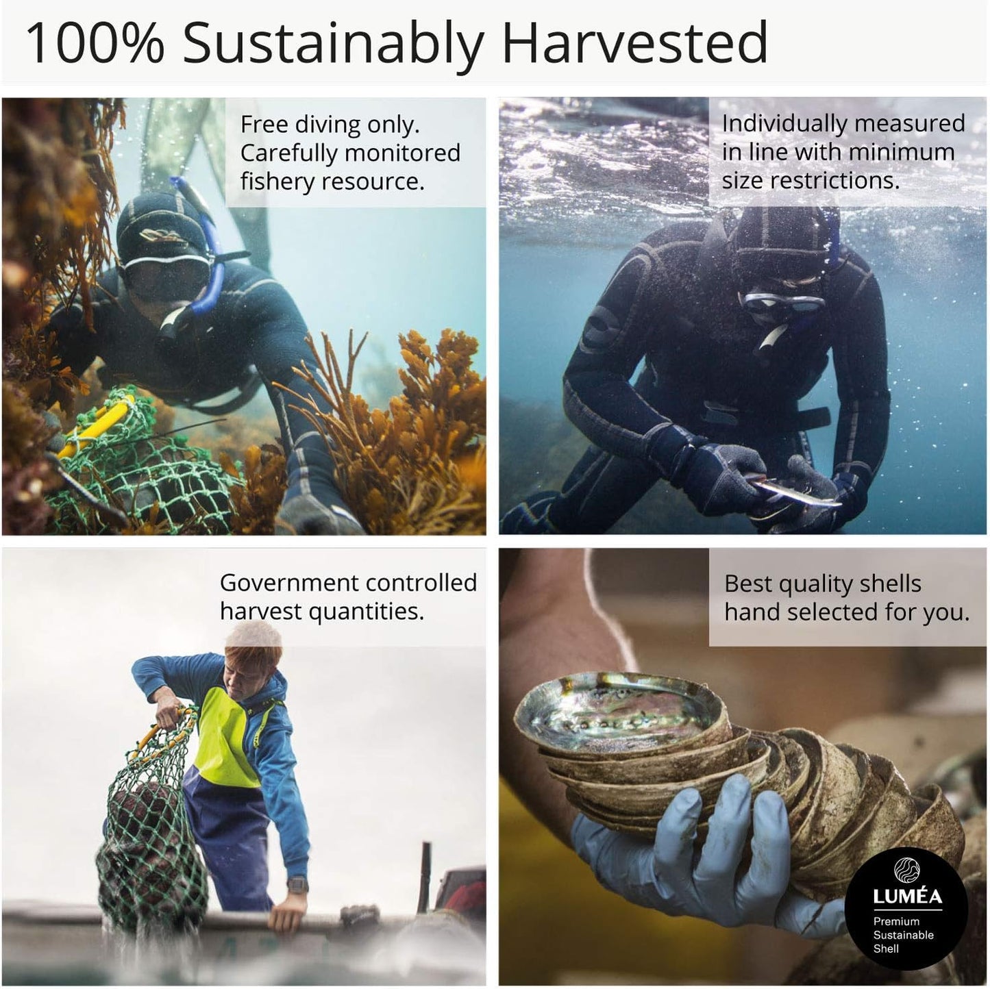 Ocean Shell Studios 5- 6 Inches Premium Natural Abalone (Pāua) Shell for Smudging, Cleansing Home, Meditation, Shell Crafts,Incense Holder, Home Décor, 100% Natural, Sustainable.