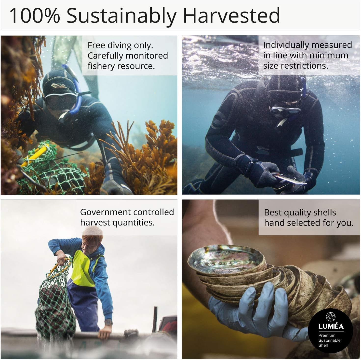 Ocean Shell Studios 5- 6 Inches Premium Natural Abalone (Pāua) Shell for Smudging, Cleansing Home, Meditation, Shell Crafts,Incense Holder, Home Décor, 100% Natural, Sustainable.